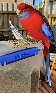 Crimson rosella  Australia,Crimson rosella,Geotagged,Platycercus elegans