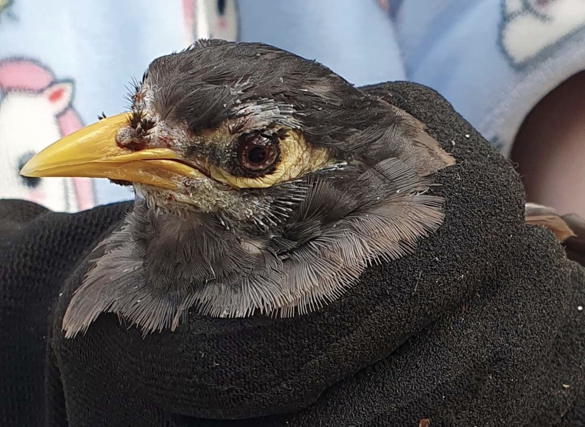 Juvenile noisy miner Very good if you have poultry in an area with prides of pray, they will alert you and your poultry of nearby predators. Manorina melanocephala,Noisy miner