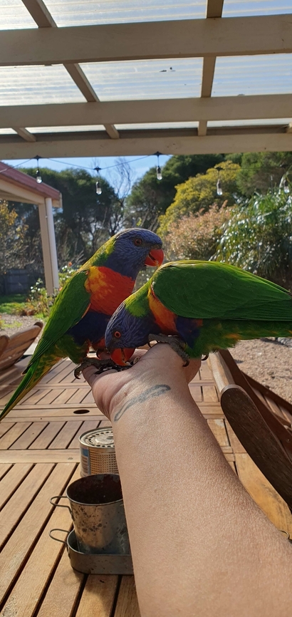 Rainbow lorikeet  Geotagged,Rainbow lorikeet,Trichoglossus moluccanus