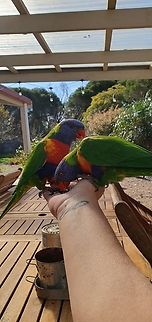 Rainbow lorikeet  Geotagged,Rainbow lorikeet,Trichoglossus moluccanus