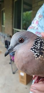 Spotted dove  Geotagged,Spilopelia chinensis,Spotted dove