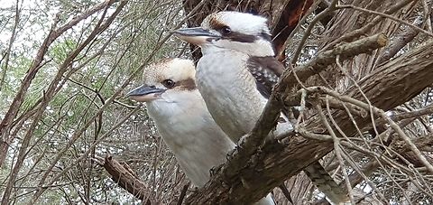 Laughing Kookaburra  Dacelo novaeguineae,Laughing Kookaburra