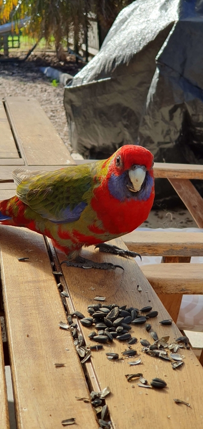 Juvenile crimson rosella  Crimson rosella,Geotagged,Platycercus elegans