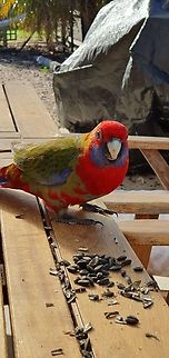 Juvenile crimson rosella  Crimson rosella,Geotagged,Platycercus elegans