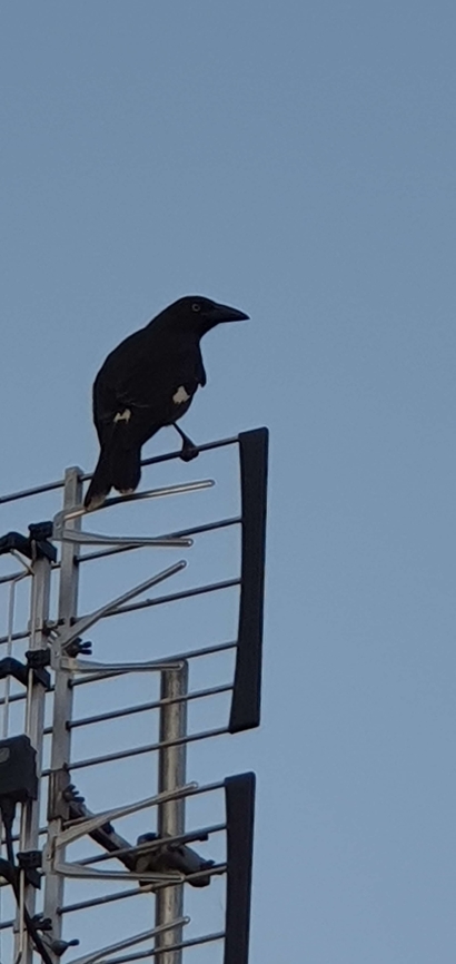 Pied corrawong  Australia,Geotagged,Pied Currawong,Strepera graculina