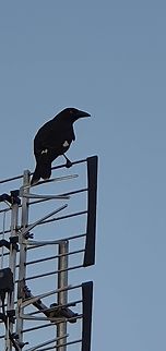 Pied corrawong  Australia,Geotagged,Pied Currawong,Strepera graculina