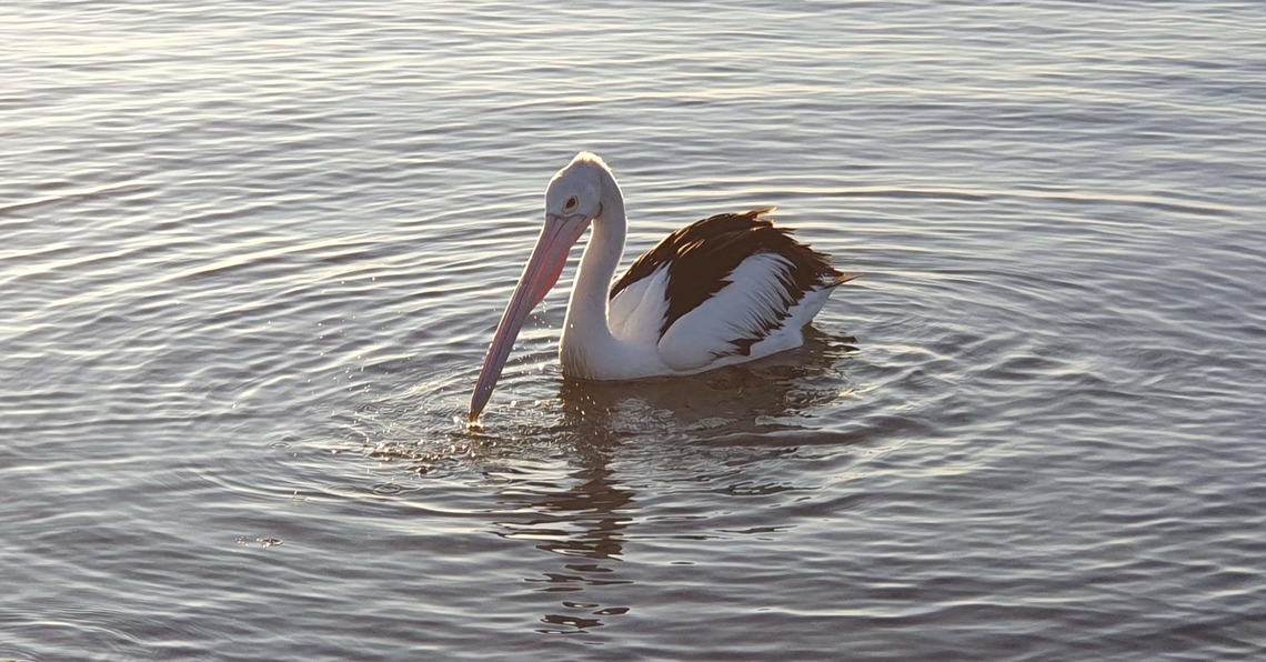 Australia pelican  Australia,Australian Pelican,Geotagged,Pelecanus conspicillatus