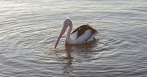 Australia pelican  Australia,Australian Pelican,Geotagged,Pelecanus conspicillatus