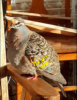 Common bronze wing pigeon male  Australia,Bronsewing,Bronze wing,Common bronze wing,Geotagged,Metopidius indicus,Phaps chalcoptera