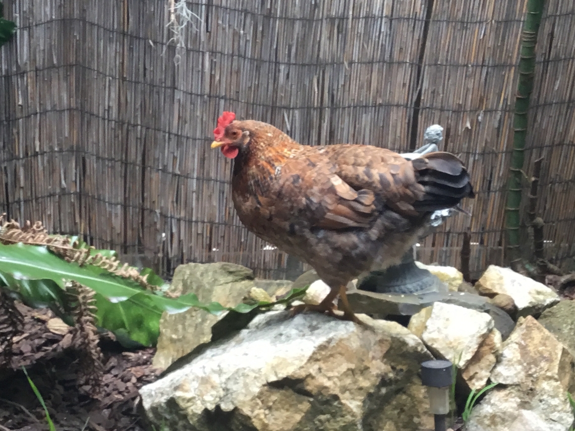 Domestic chicken This is my now deceased girl molly, my most interesting find ever. Domestic Chicken,Gallus gallus var. domesticus