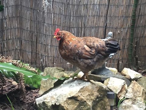 Domestic chicken This is my now deceased girl molly, my most interesting find ever. Domestic Chicken,Gallus gallus var. domesticus