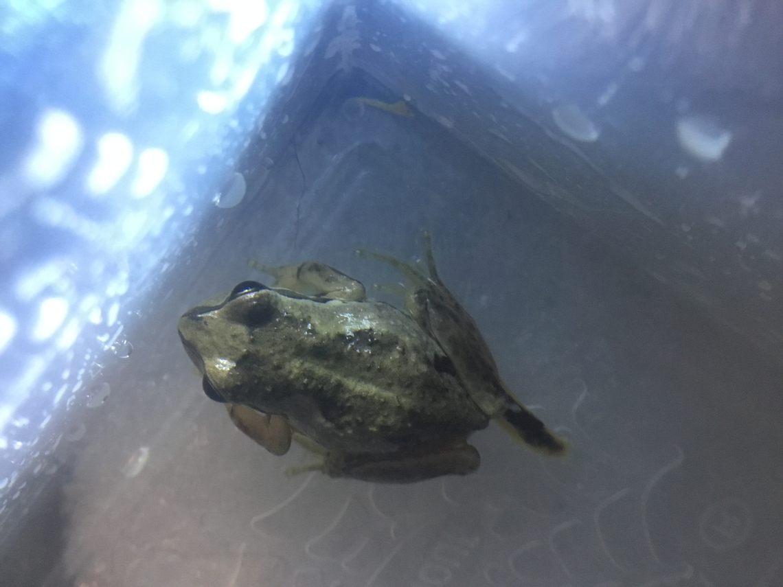 Brown tree frog female  Australia,Geotagged,Litoria ewingii,Southern Brown tree frog,Summer