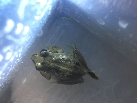 Brown tree frog female  Australia,Geotagged,Litoria ewingii,Southern Brown tree frog,Summer