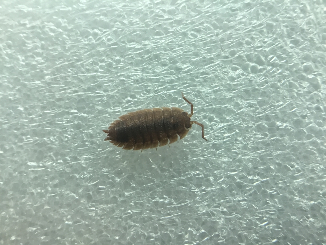 Orange rough woodlouse a common colour morph of the rough woodlouse Australia,Geotagged,Porcellio scaber,Rough woodlouse,Summer