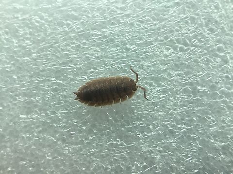 Orange rough woodlouse a common colour morph of the rough woodlouse Australia,Geotagged,Porcellio scaber,Rough woodlouse,Summer