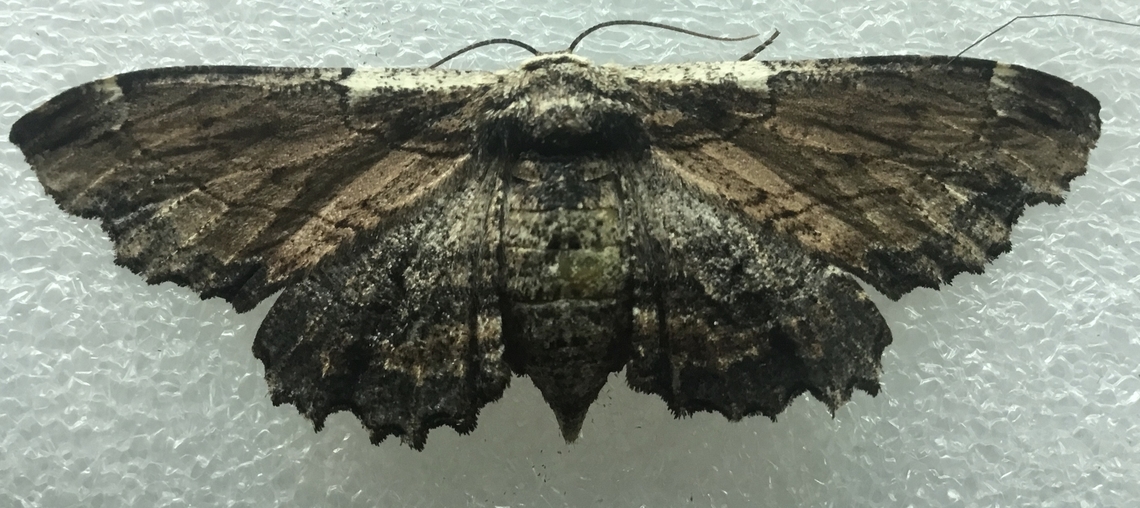 Sinister moth (F)  Pholodes sinistraria,Sinister moth