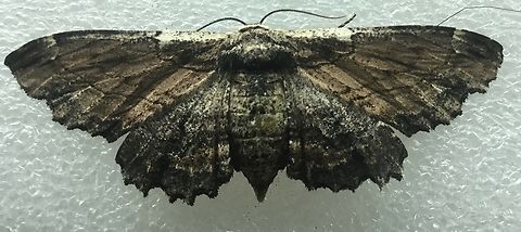 Sinister moth (F)  Pholodes sinistraria,Sinister moth