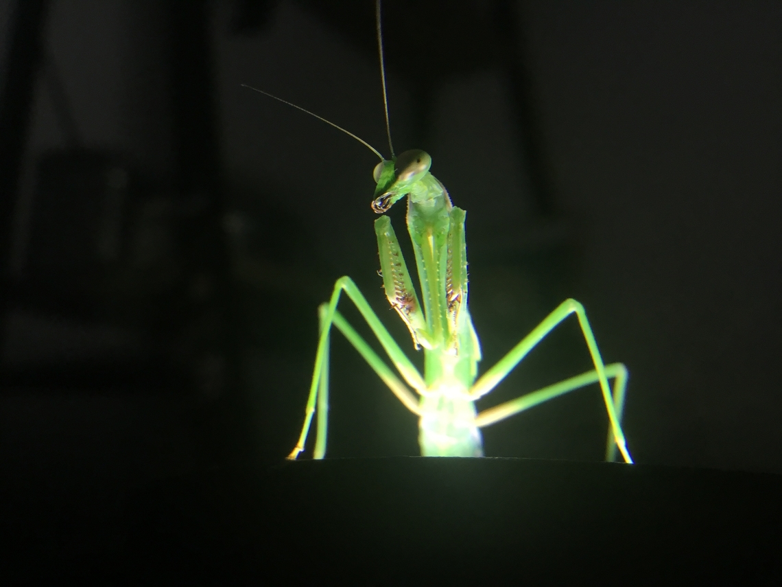 False garden mantis Green mantis on its 5th instar  False garden mantid,Geotagged,Pseudomantis albofimbriata,Summer
