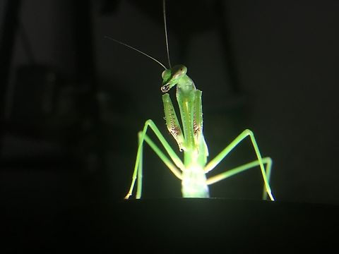False garden mantis Green mantis on its 5th instar  False garden mantid,Geotagged,Pseudomantis albofimbriata,Summer