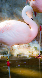 Flamingo Glow This flamingo seemed to be glowing. Taken at the Atlanta Zoo Atlanta, GA USA Aves,Birds,Chilean Flamingo,Flamingo,Glowing,Phoenicopterus chilensis,Pink
