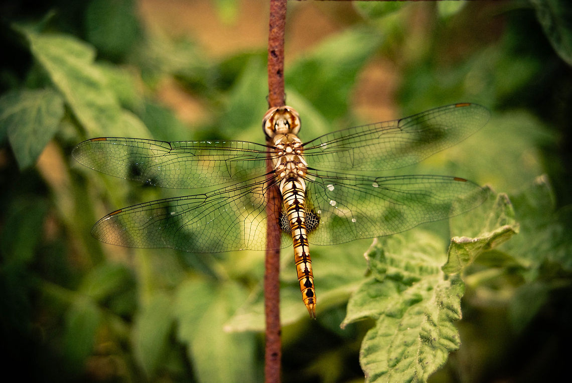 DragonFly  A macro top view of a dragonfly. Arthropoda,Bugs,Dragonfly,Insects,Pantala hymenaea,Spot-winged Glider