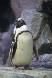 Rockhopper Penguin doubts to take a plunge Rockhopper penguin trying to decide whether to take a swim. African Penguin,Penguins,Spheniscidae,Spheniscus demersus,animal