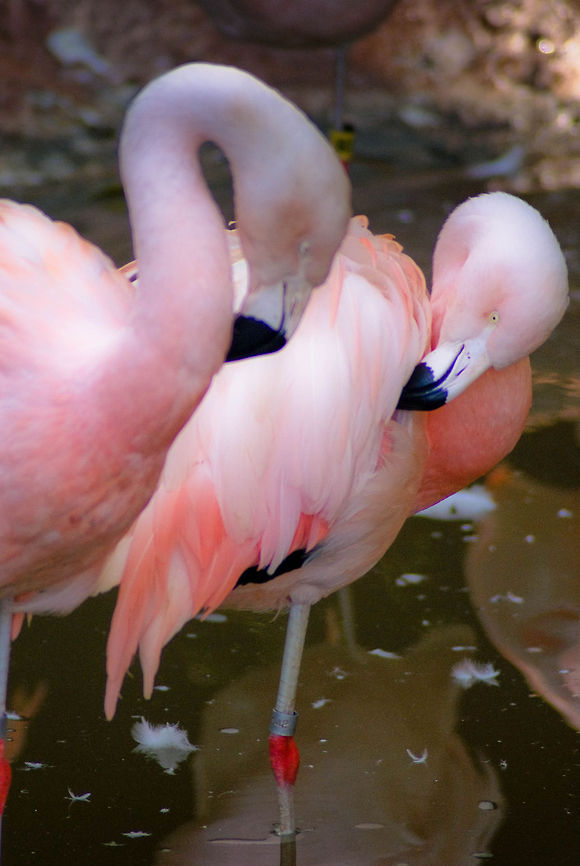 Flamingo Preening Two pink flamingos cleaning their own feathers. Aves,Chilean Flamingo,Flamingo,Phoenicopterus chilensis,animal