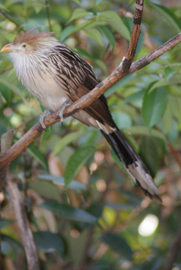 Bird with a bad hair day Unknown bird with very typical feathers. Birds,Guira Cuckoo,Guira guira