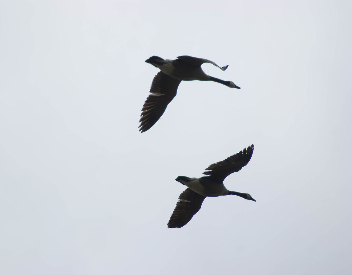 Two birds on a flight path south Two large birds in formation fly south. Aves,Birds,Branta canadensis,Canada goose,Flight