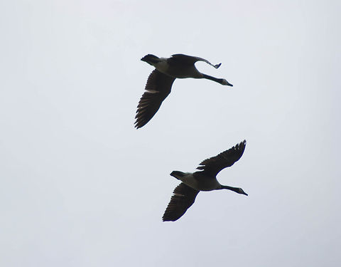 Two birds on a flight path south Two large birds in formation fly south. Aves,Birds,Branta canadensis,Canada goose,Flight