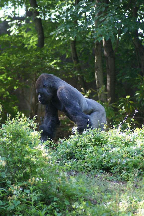 Gorilla looking for solitude Male gorilla travelling the forest. Gorilla,Gorilla gorilla,Mammals,Primates,Western gorilla