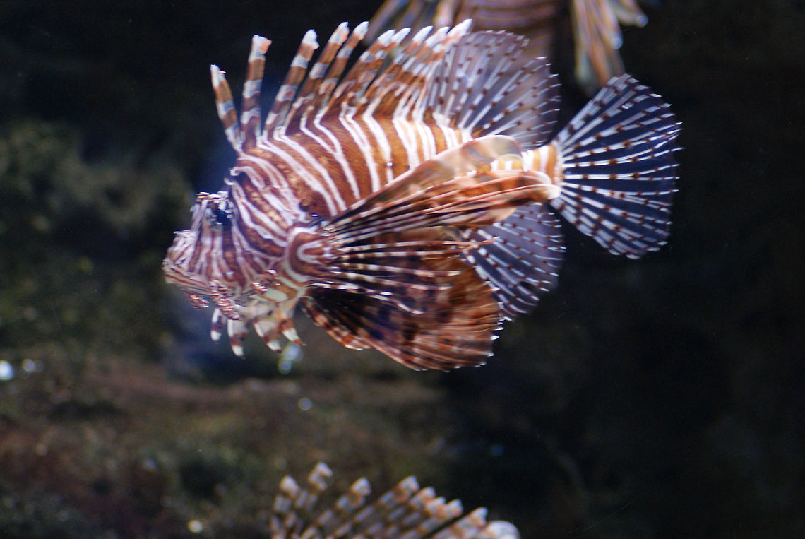 Scorpionfish Floating  Sideview of the magnificient scorpion fish, highly curious and venemous fish. Fish,Pterois volitans,Red lionfish,Scorpaeniformes,Scorpion Fish