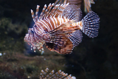Scorpionfish Floating  Sideview of the magnificient scorpion fish, highly curious and venemous fish. Fish,Pterois volitans,Red lionfish,Scorpaeniformes,Scorpion Fish