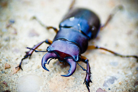Giant Beetle says: come closer I don't bite...too hard A Beetle or Alien on my sidewalk this morning. 
 Insects,beetles,bugs,jaws,macro,stag beetle