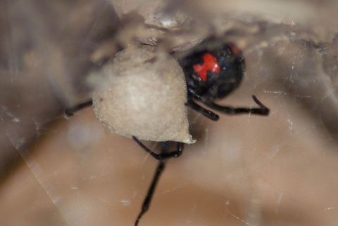 Black Widow Mothers Love Black Widow tending her eggs.  Araneae,Black Widow,Insects,Latrodectus mactans,Spider,beetles,bugs,macro