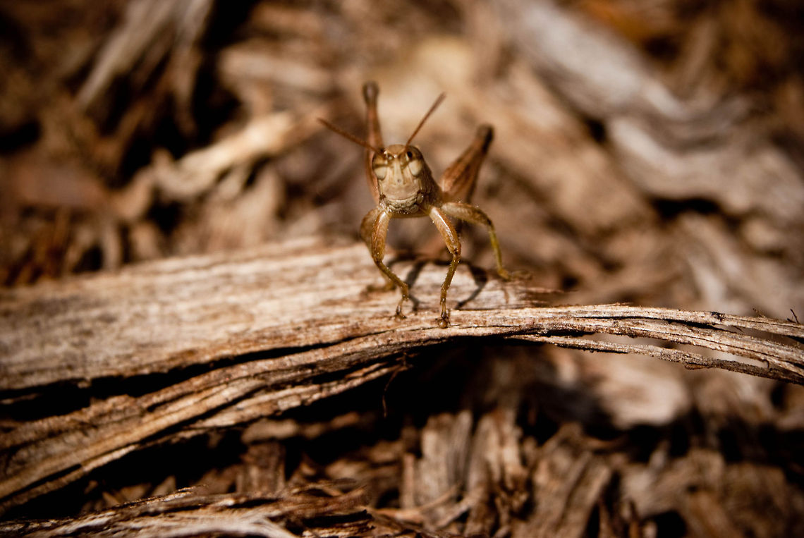 Young Grasshopper: Have You Seen My Body? Young Grasshopper<br />
<br />
 Bugs,Funny,Grasshopper,Humor,Insects,Macro,Orthoptera