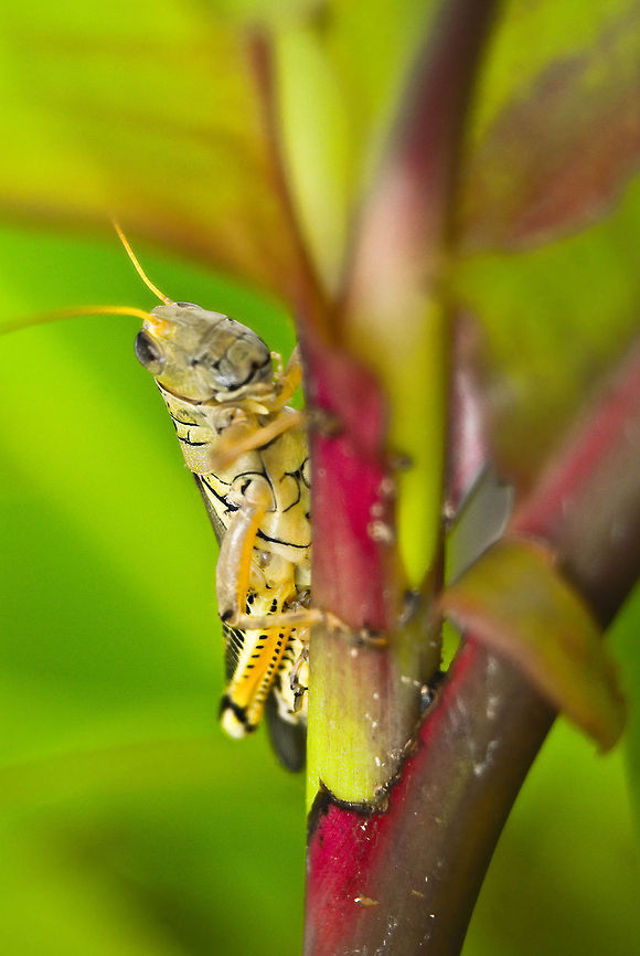 Grasshopper...What's For Lunch? Adult Grasshopper looking for lunch. Bugs,Funny,Grasshopper,Humor,Insects,Macro,Orthoptera