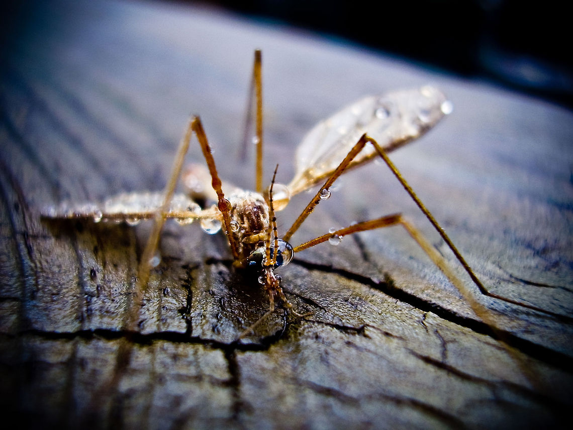 Mosquito It&#039;s so hot, I sweat all over the place! Mosquito,Tipula oleracea,Toxorhynchites