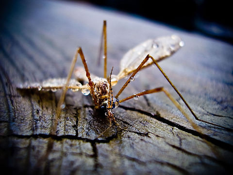 Mosquito It's so hot, I sweat all over the place! Mosquito,Tipula oleracea,Toxorhynchites