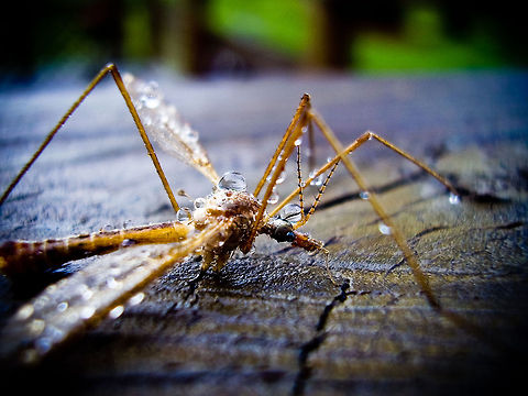 Sketters in the mist  Mosquito,Tipula oleracea,Toxorhynchites