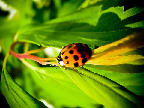 Lady 
 Harmonia axyridis,Ladybug or Ladybird