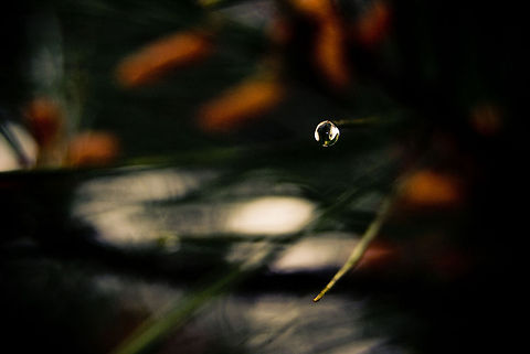 Rain on The Pine Raindrop on Pine Raindrops