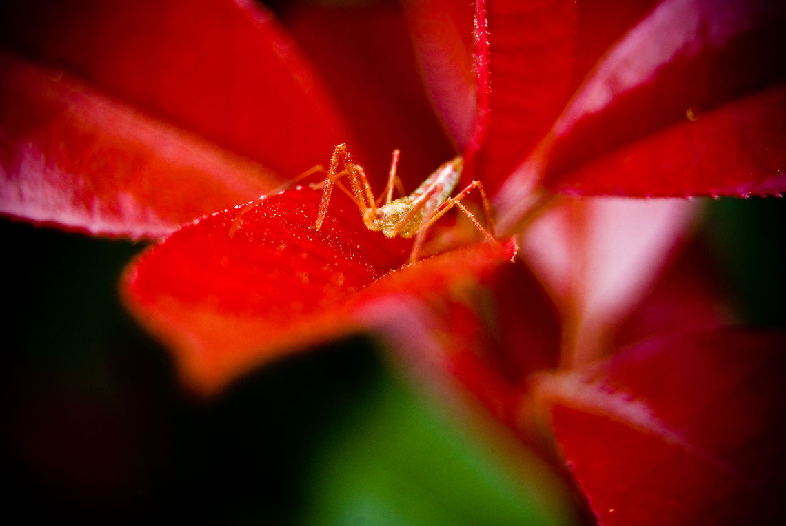 Like Red on a Leaf <br />