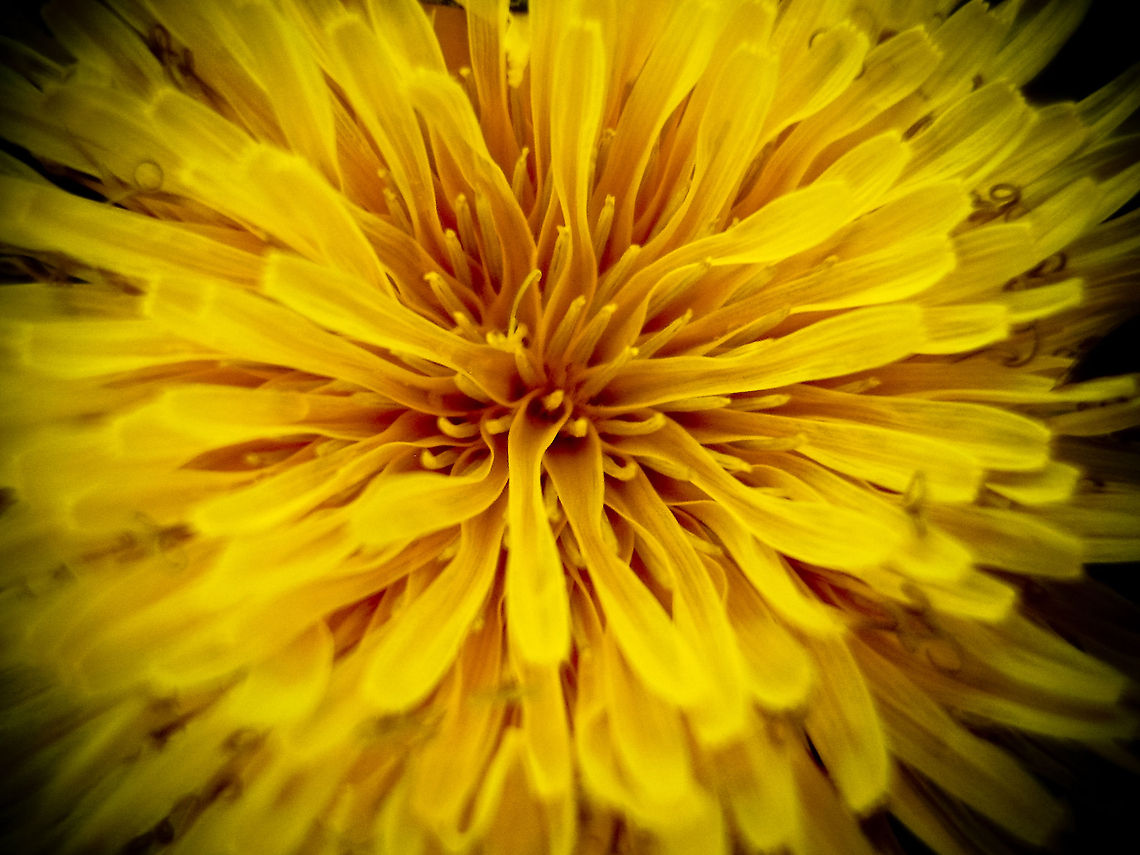 P2020007 OLYMPUS DIGITAL CAMERA