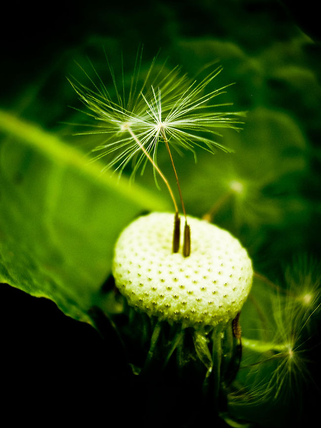 Dancing Dandies Dancing Dandies Dandelion fluff,Taraxacum officinale