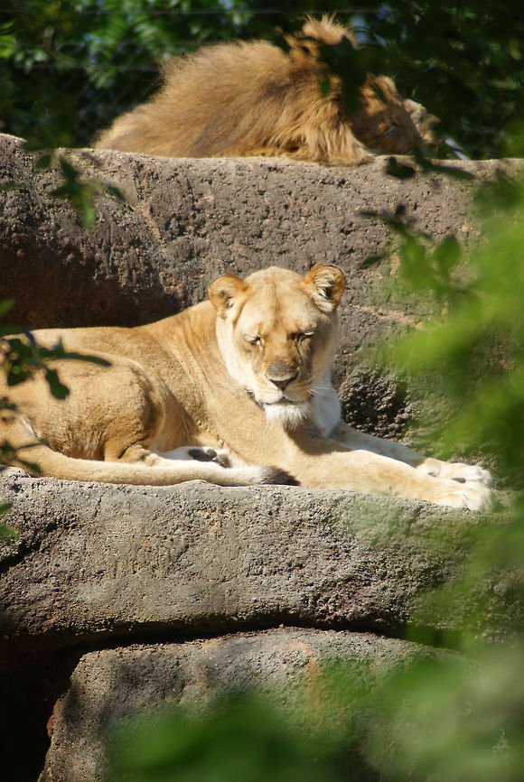 Catching Some Rays Taken at Zoo Atlanta.  Lion,Panthera leo