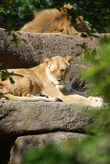 Catching Some Rays Taken at Zoo Atlanta.  Lion,Panthera leo