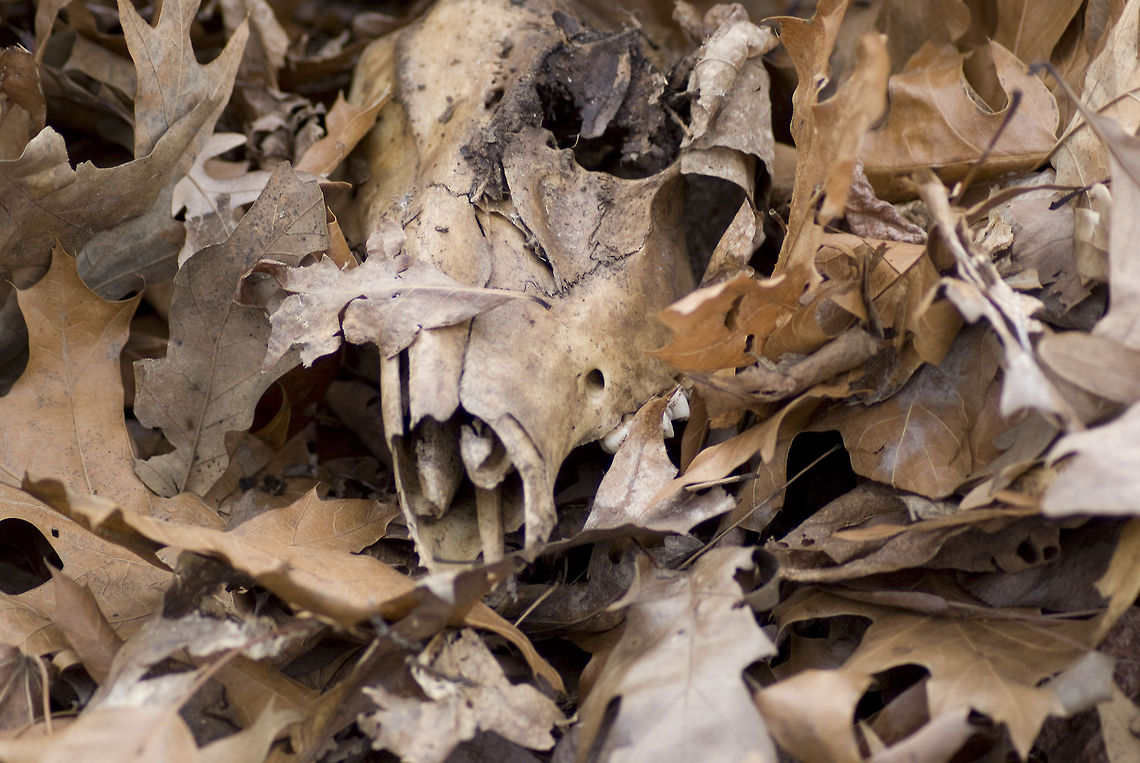 Beauty in Decay Taken on a discovery hike with my grandson.  Odocoileus virginianus,White-tailed Deer