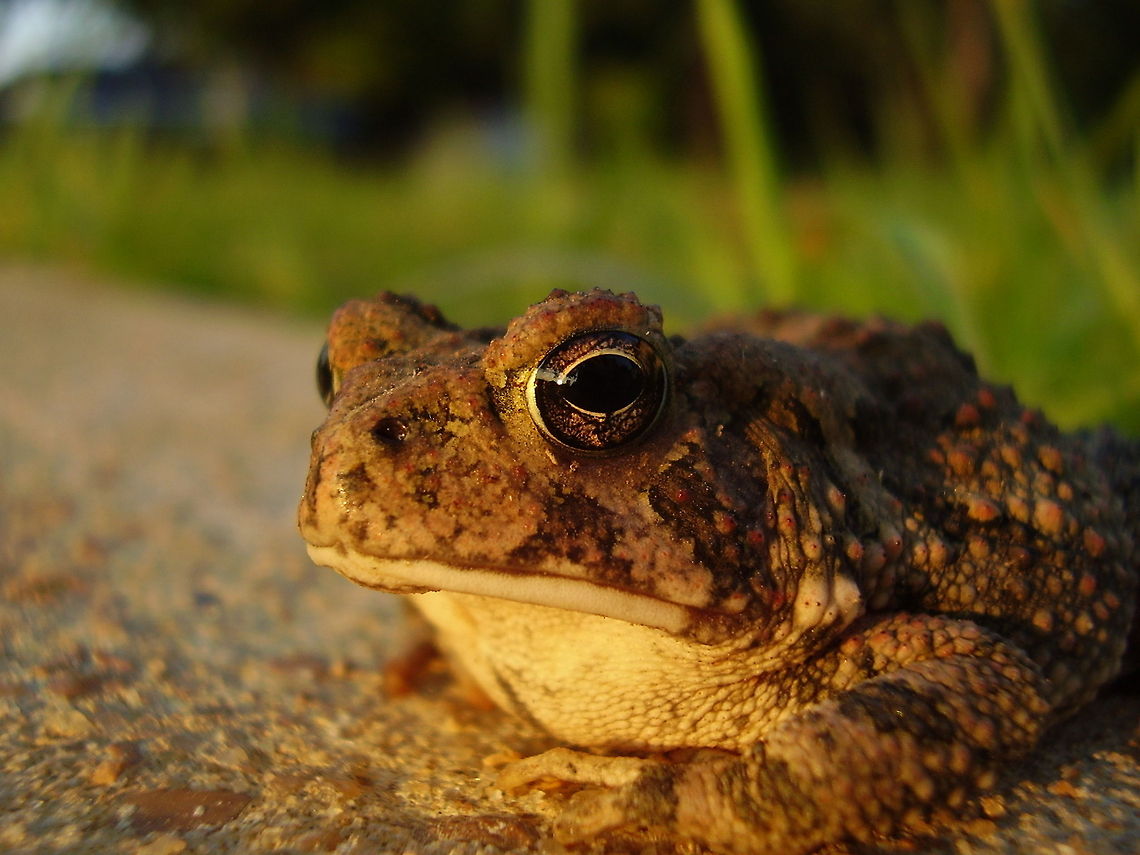 Mr. Grumpy  American toad,Anaxyrus americanus,Bufo americanus