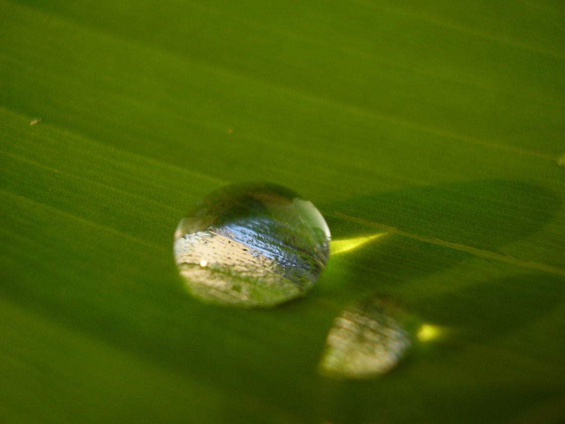 Drops This was taken with a point and shot and a magnifing glass.... macro